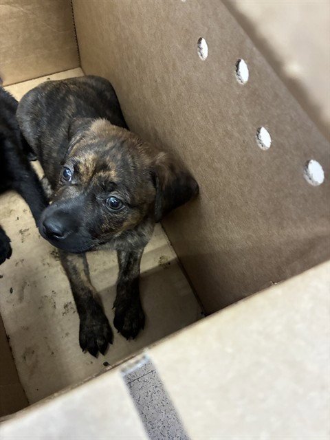 A1411969 - Pit Bull Terrier available for adoption