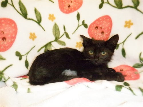 MALT - Domestic Medium Hair available for adoption
