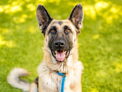 ANNIE ANNIE - German Shepherd Dog available for adoption