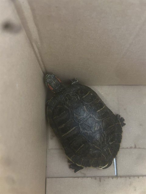 A1402811 - Turtle available for adoption