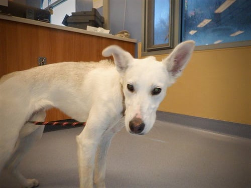 CLOUD - Greyhound / Siberian Husky available for adoption
