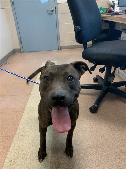 DIAMOND - American Pit Bull Terrier available for adoption