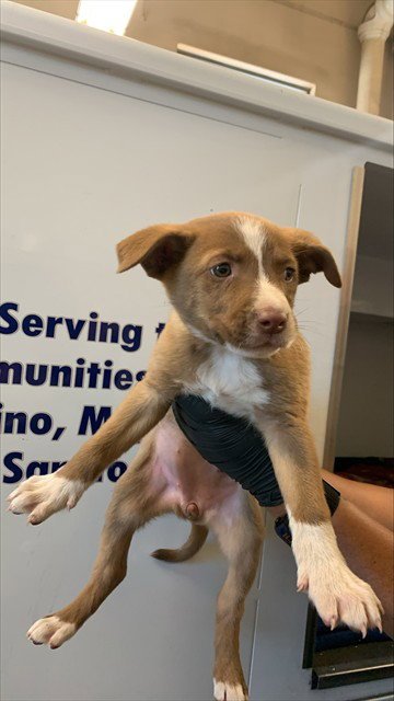 CREPE - Pit Bull Terrier available for adoption