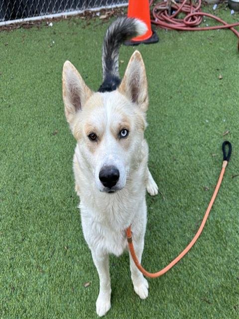 NEAPOLITAN - Siberian Husky available for adoption