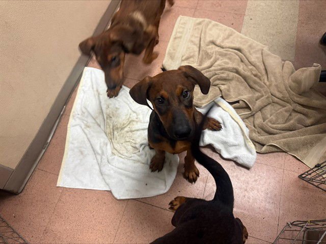 TRUFFLE - Doberman Pinscher / German Shepherd Dog available for adoption