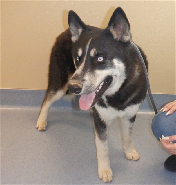 GEYSER - Husky available for adoption