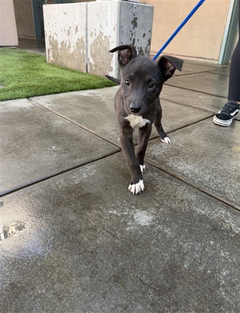 A1416105 - Pit Bull Terrier available for adoption