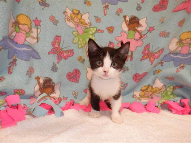PEANUT Image