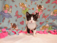 PEANUT - Photo 1