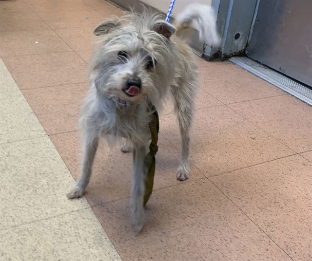 WISP - Cairn Terrier available for adoption