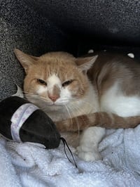 STEWIE - Photo 1