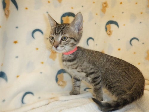 NAN - Domestic Short Hair available for adoption