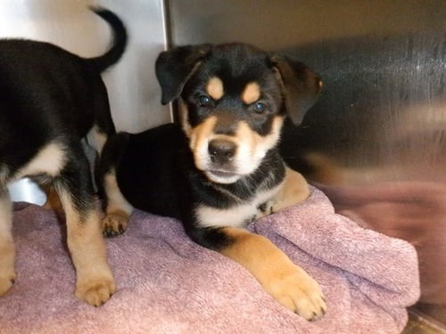 PENNY LANE - Rottweiler / German Shepherd Dog available for adoption