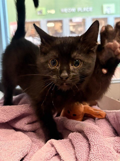 LILLY - Domestic Short Hair available for adoption