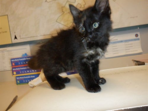 SCARFACE - Domestic Short Hair available for adoption