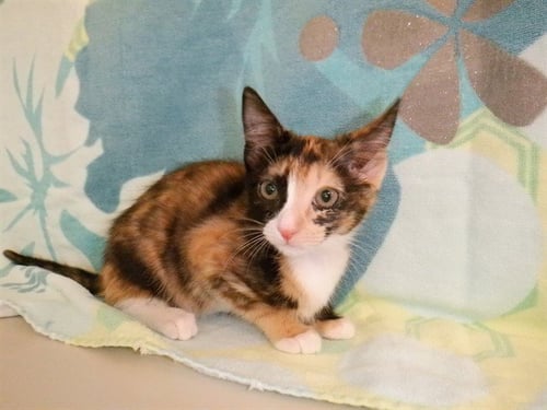 OYSTER - Domestic Short Hair available for adoption