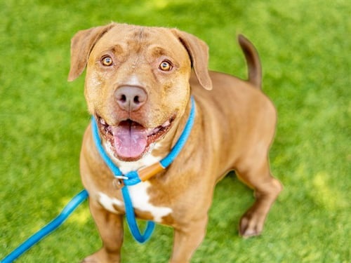BRENT - Pit Bull Terrier / Basset Hound available for adoption