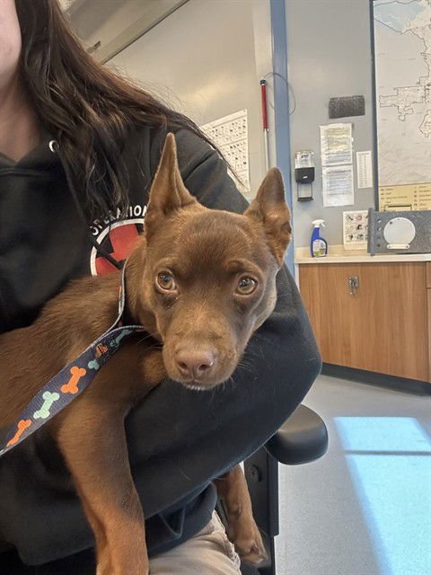 JELLY BELLY - Miniature Pinscher available for adoption