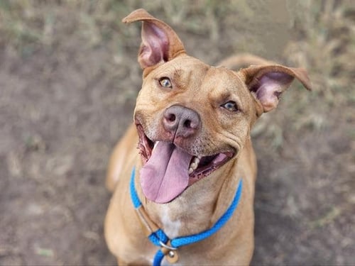 GUNNAR - Pit Bull Terrier available for adoption