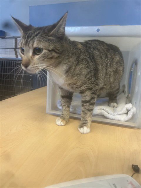 MISSY - Domestic Short Hair available for adoption