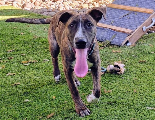 JOSEPH - Dutch Shepherd available for adoption
