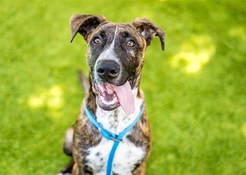 JOSEPH - Dutch Shepherd available for adoption