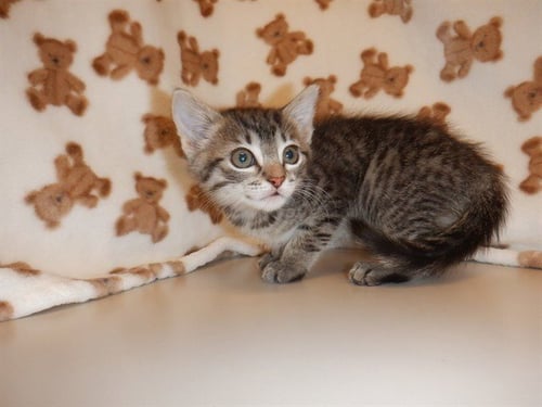 PRINCESS HOTDOG - Domestic Short Hair available for adoption