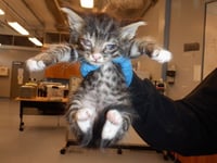 MUFFIN - Photo 1