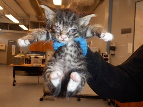 MUFFIN - Domestic Short Hair available for adoption