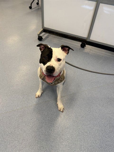 PIXEL - Pit Bull Terrier available for adoption