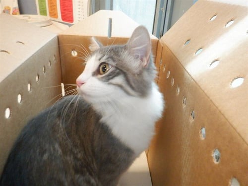 BILLIE JACK - Domestic Medium Hair available for adoption