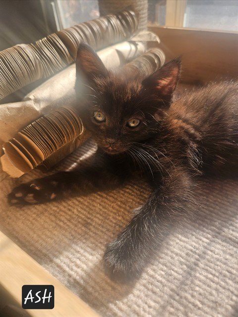 ASH - Domestic Short Hair available for adoption