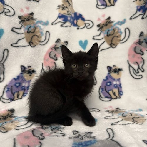 A1415171 - Domestic Short Hair available for adoption