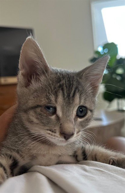 ZOE Image