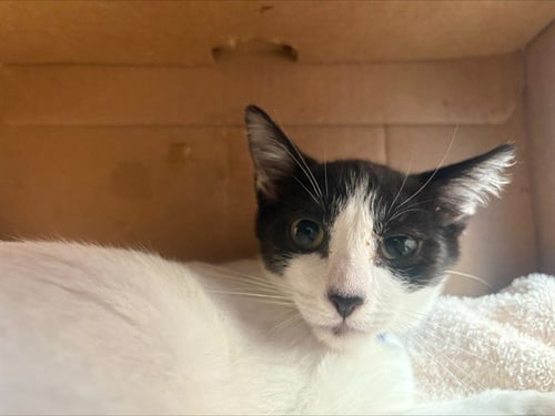 TONY - Domestic Short Hair available for adoption