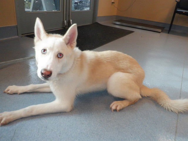 NUBE - Husky available for adoption