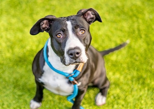 MORTICIA - Pit Bull Terrier available for adoption