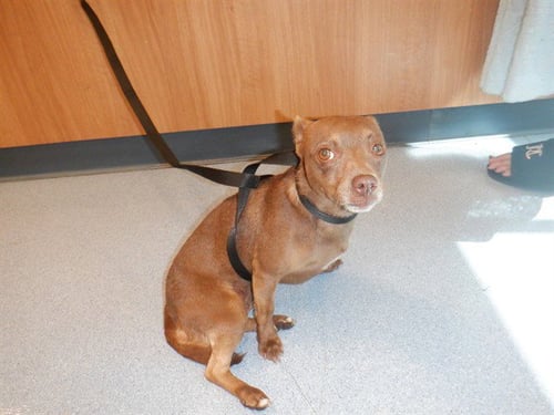 AQUARIUM - Chihuahua available for adoption
