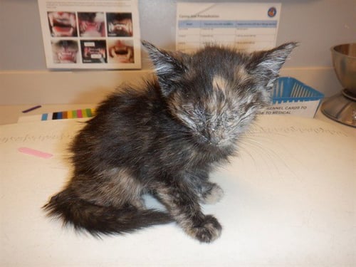 JEANETTE - Domestic Medium Hair available for adoption