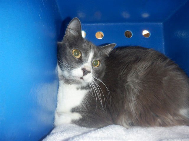 BLUEBELL - Domestic Short Hair available for adoption