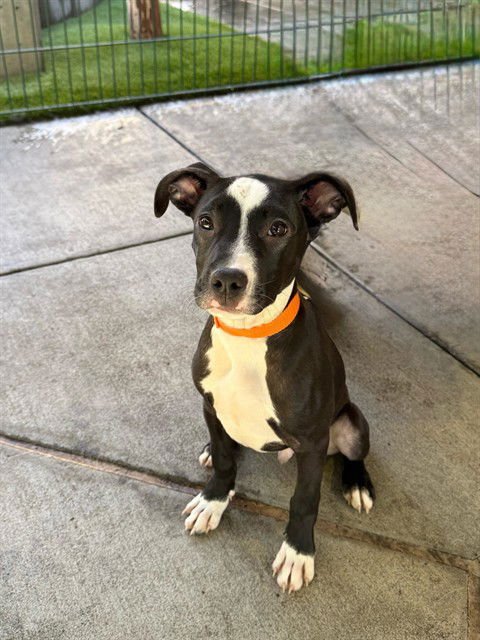 CUPID - Pit Bull Terrier available for adoption