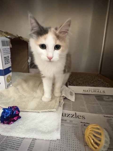 BETSY - Domestic Short Hair available for adoption