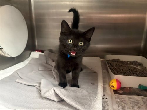 CHEEKY - Domestic Long Hair available for adoption