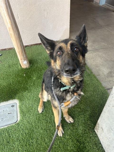 FREIDA - German Shepherd Dog available for adoption