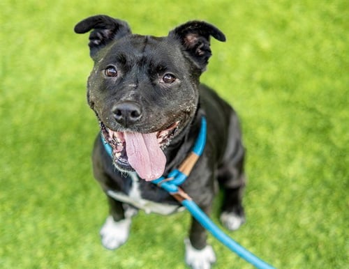 DOTTIE - Labrador Retriever / Pit Bull Terrier available for adoption