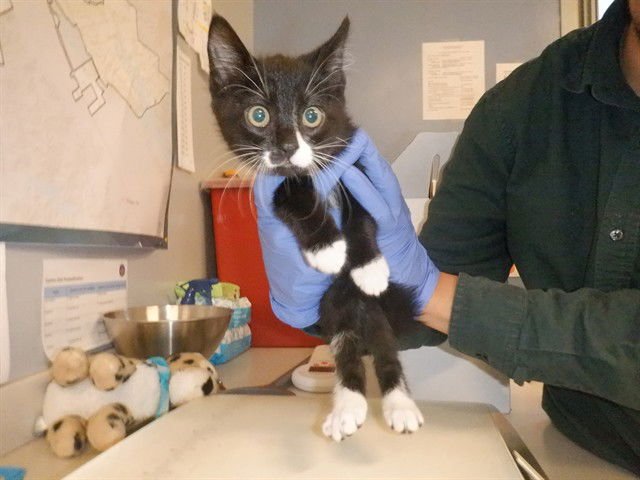 DIPSY - Domestic Short Hair available for adoption