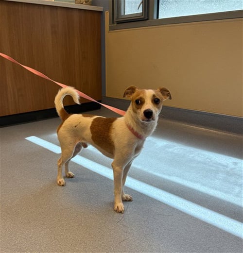 BUDDY - Beagle / Chihuahua available for adoption