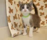 SUNDAE - Photo 1