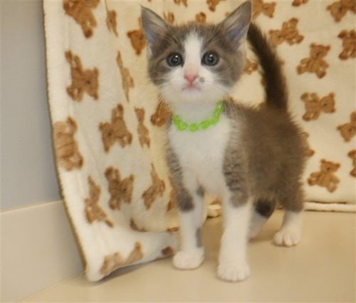 SUNDAE - Domestic Short Hair available for adoption