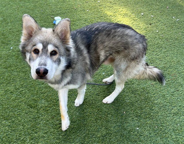 POLAR - Siberian Husky available for adoption